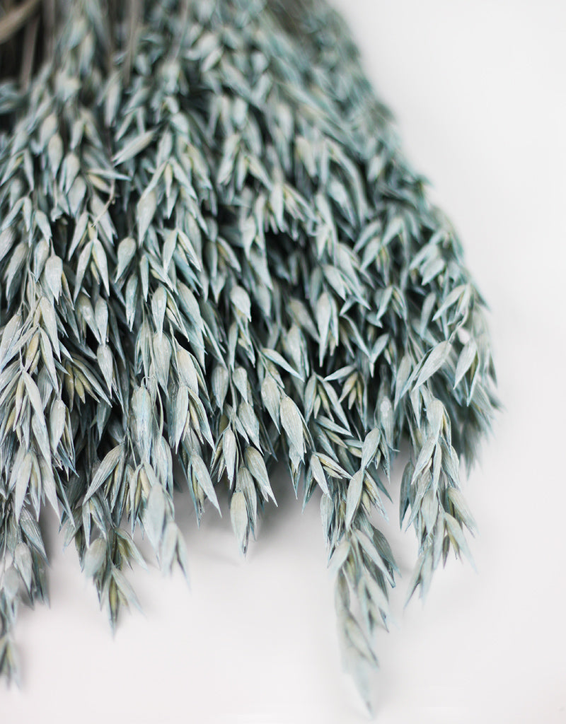 Blue Dried Oat Avena