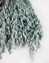 Blue Dried Oat Avena