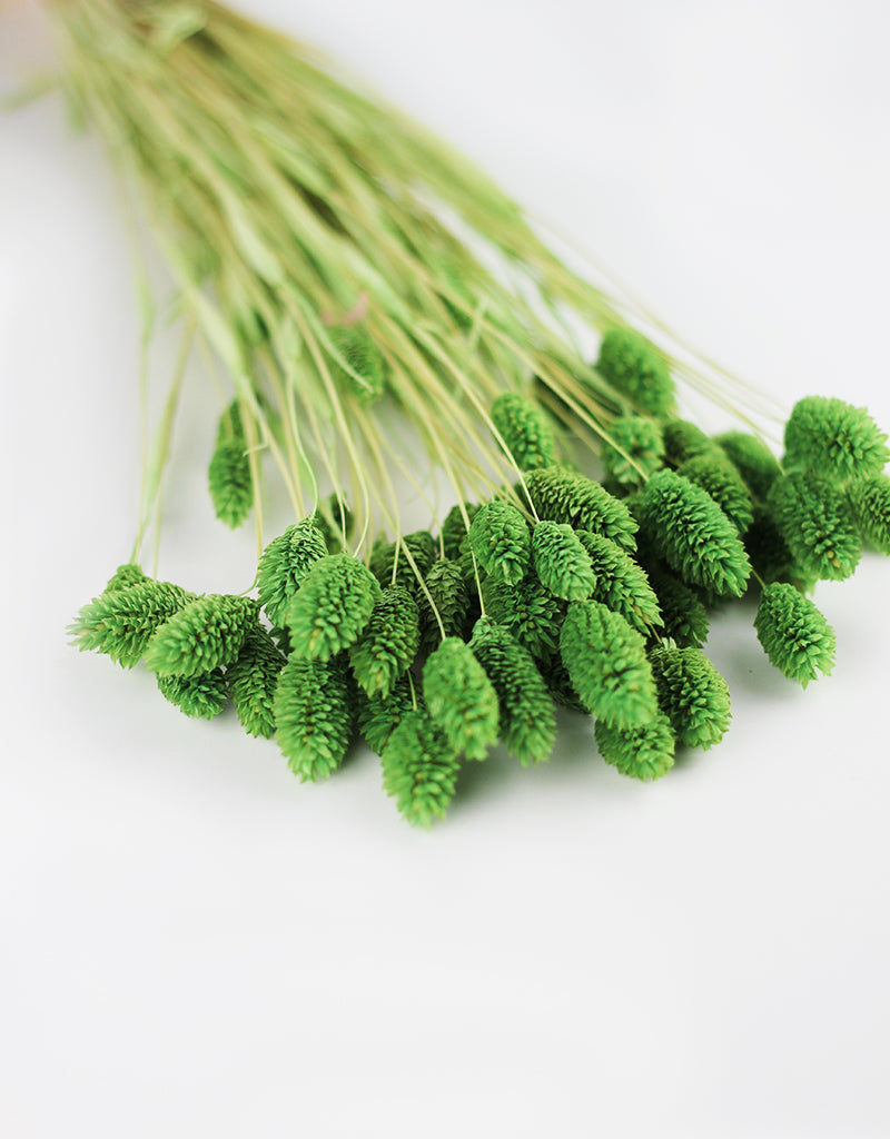 Buy Dried Flowers Online in UK Leading Dried Flowers Suppliers Page