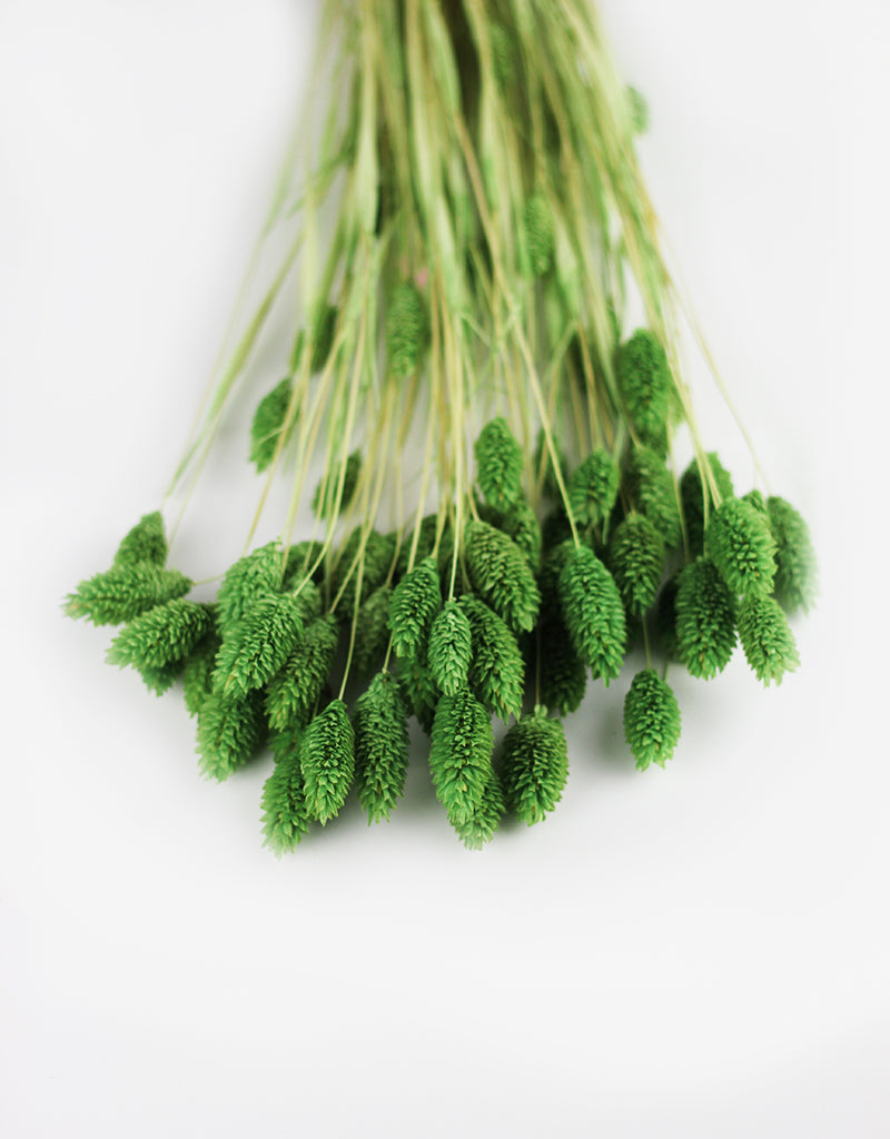 Green Phalaris Grass