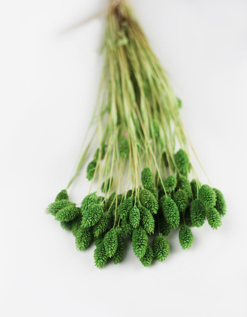 Buy Dried Flowers Online in UK Leading Dried Flowers Suppliers Page