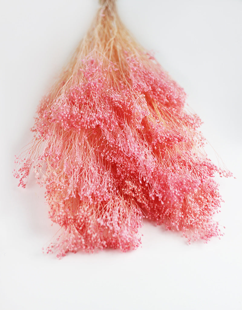 Dried Broom Bloom Baby Pink Bunch
