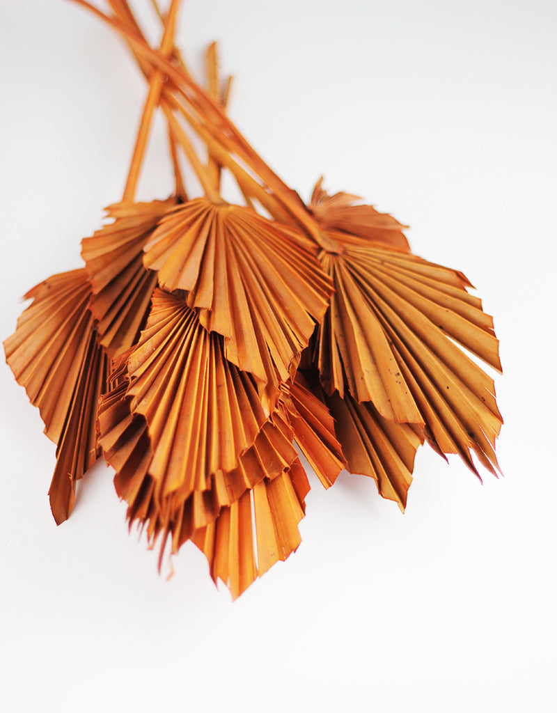 Wholesale Terracotta Dried Palm Spears