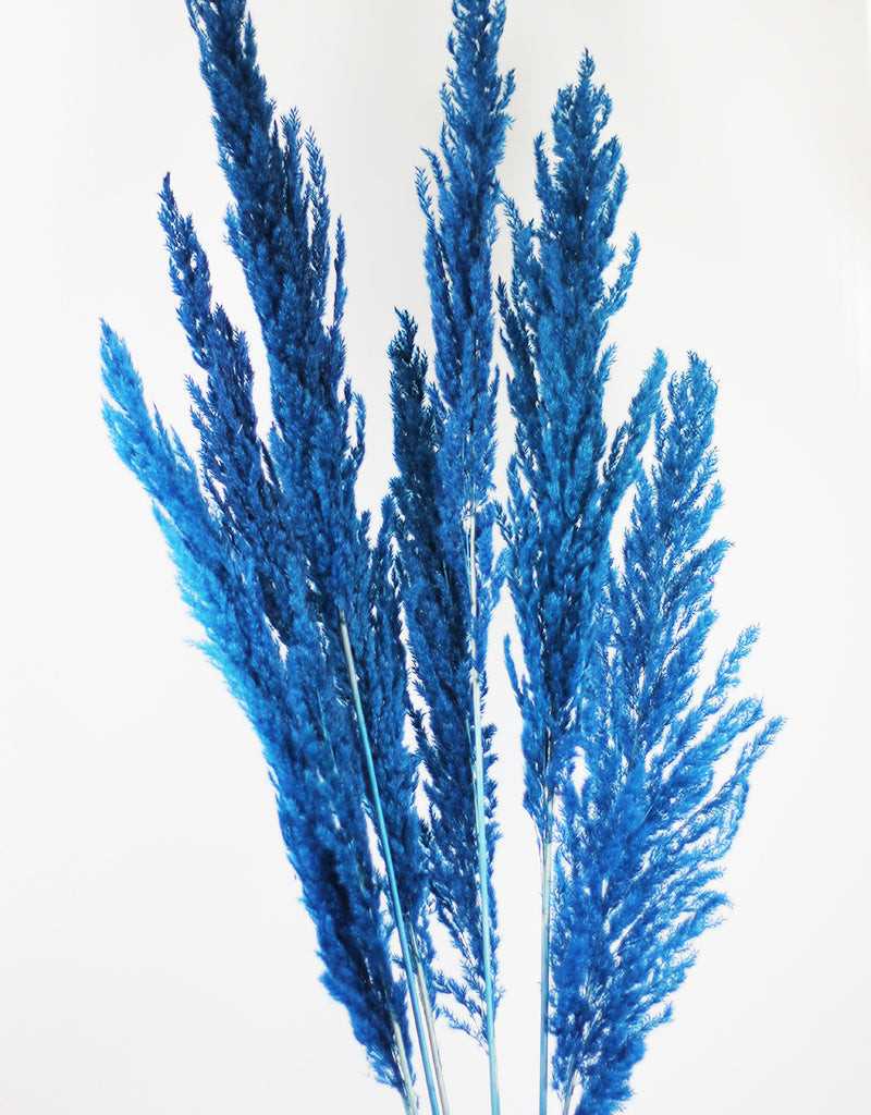 Wholesale Blue Pampas Grass