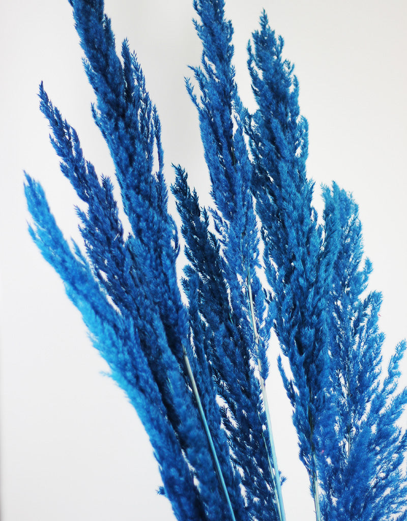 Blue Dried Pampas Grass