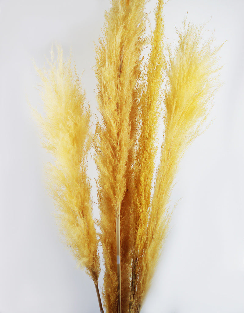 Wholesale Yellow Pampas Grass