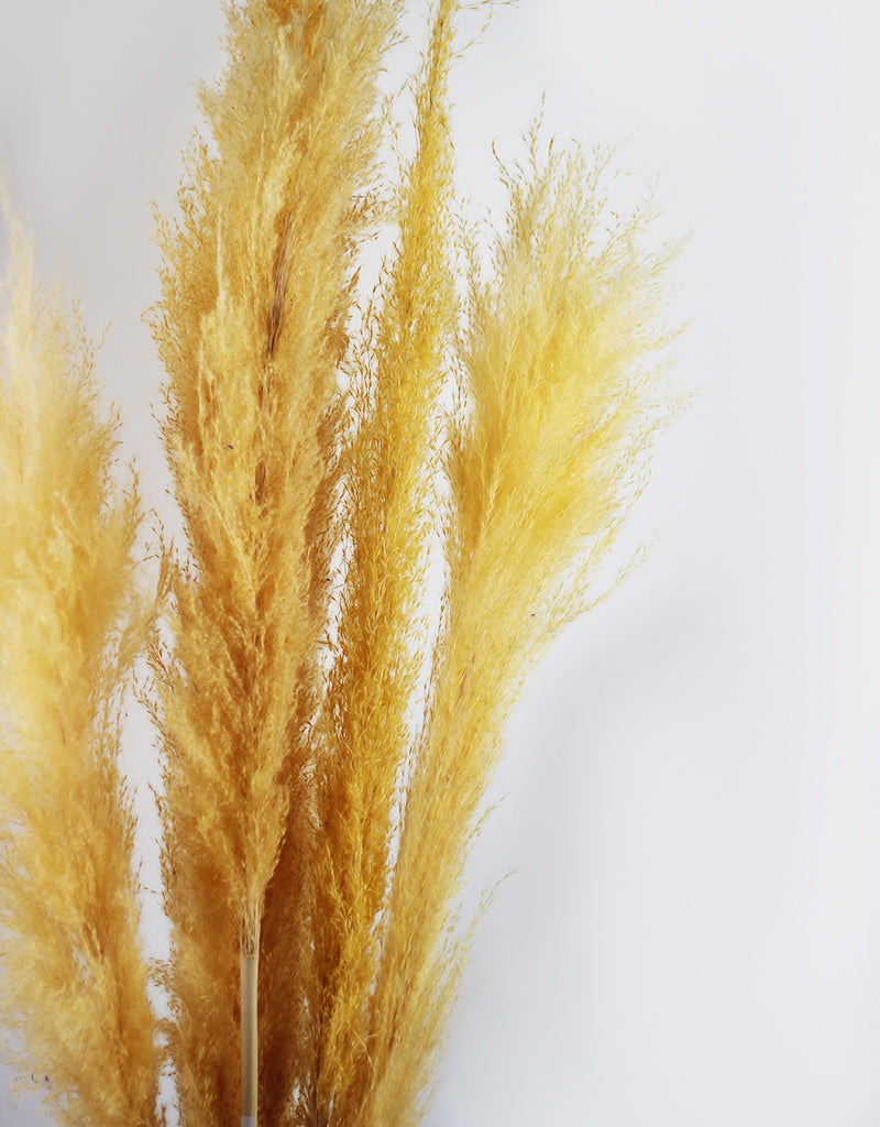 Tall Yellow Pampas Grass