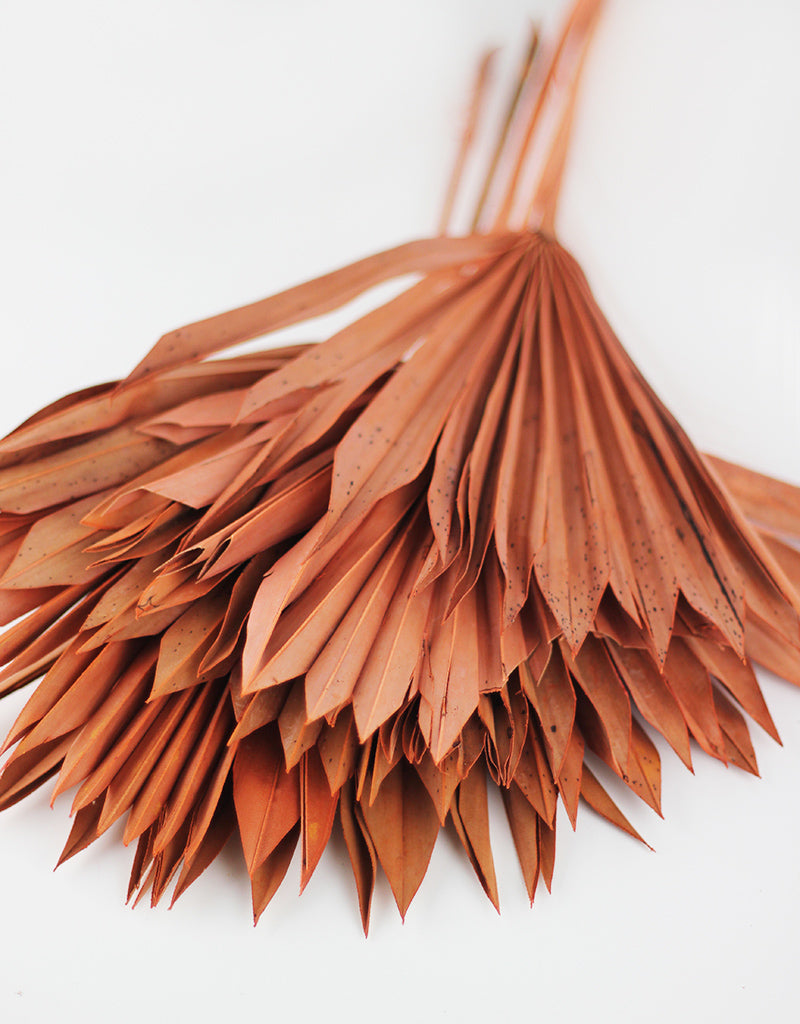 Dried Sun Palms