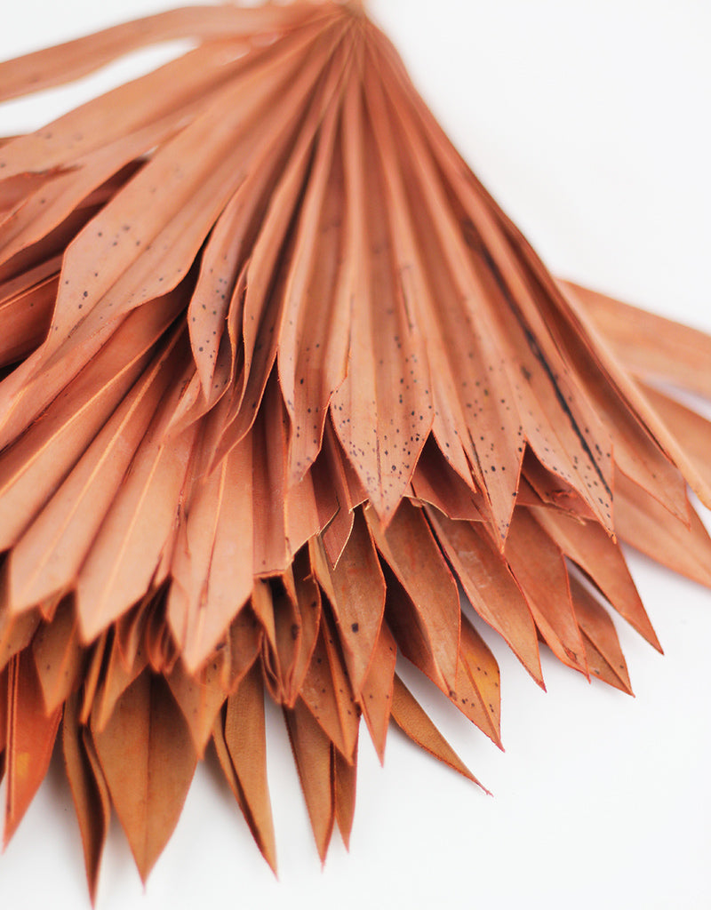 Terracotta Dried Sun Palms