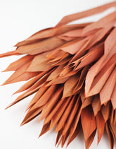 Dried Palm Leaves