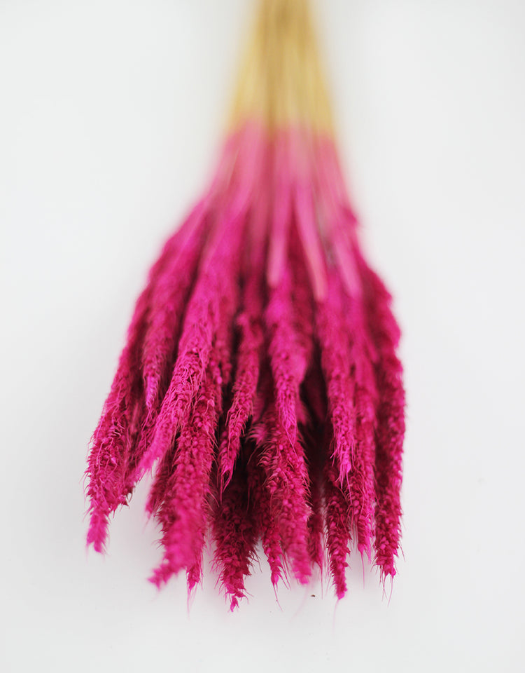 Buy Dried Flowers Online in UK Leading Dried Flowers Suppliers Page