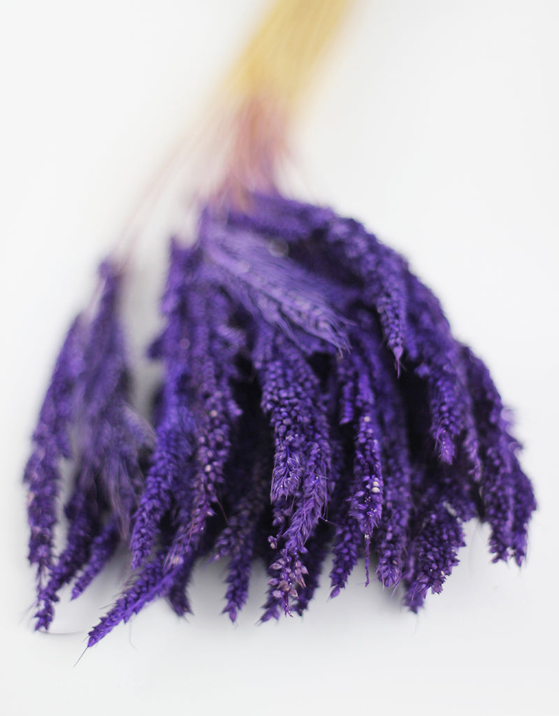 Purple Dried Pinion Grass 