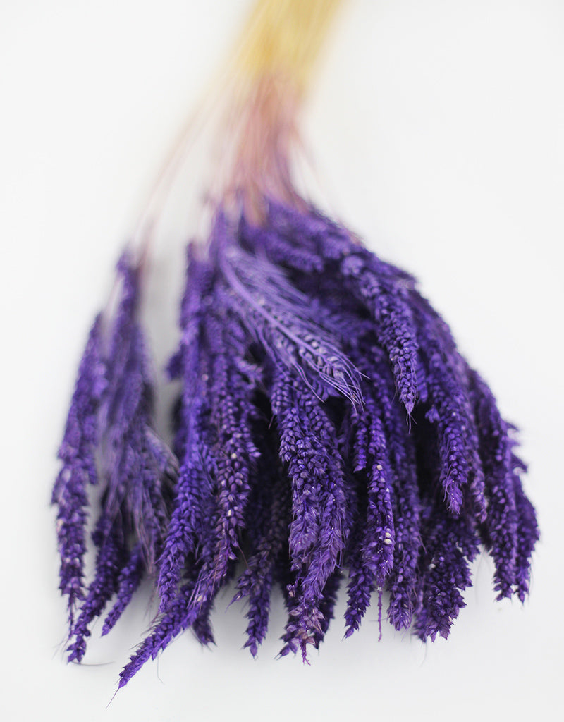 Buy Dried Flowers Online in UK Leading Dried Flowers Suppliers Page