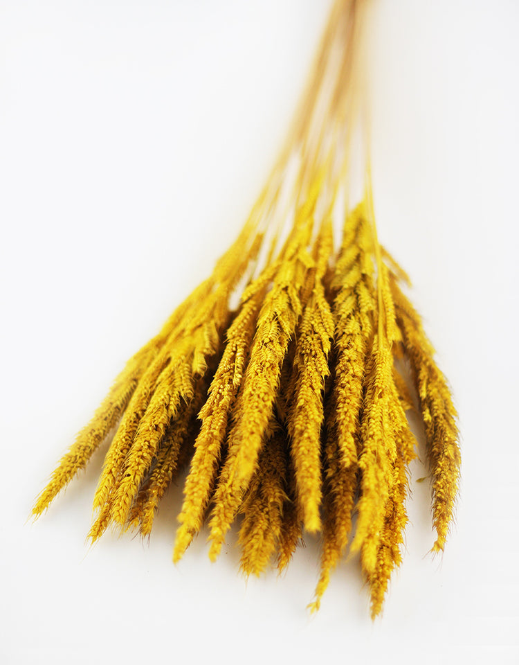 Buy Dried Flowers Online in UK Leading Dried Flowers Suppliers Page 5 Dried Flowers Decor