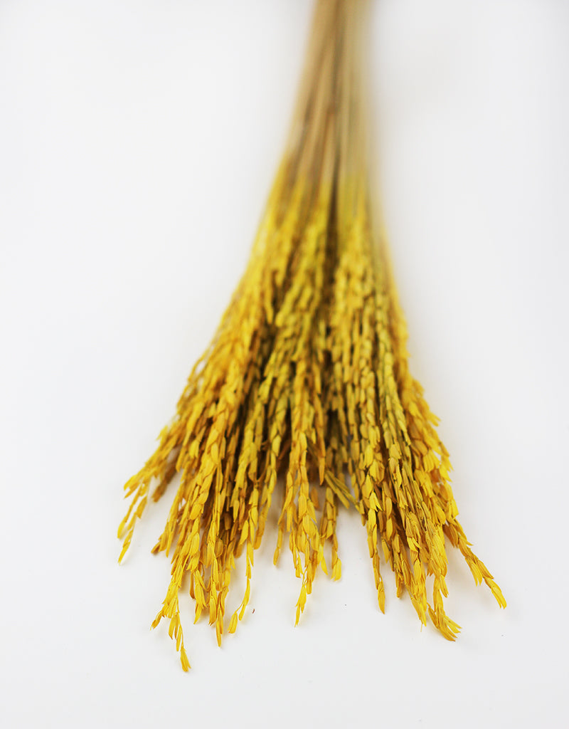 Wholesale Yellow Dried Rice Flowers Bunch- 55cm l Dried Rice Flowers ...