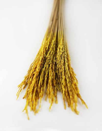 yellow dried flowers