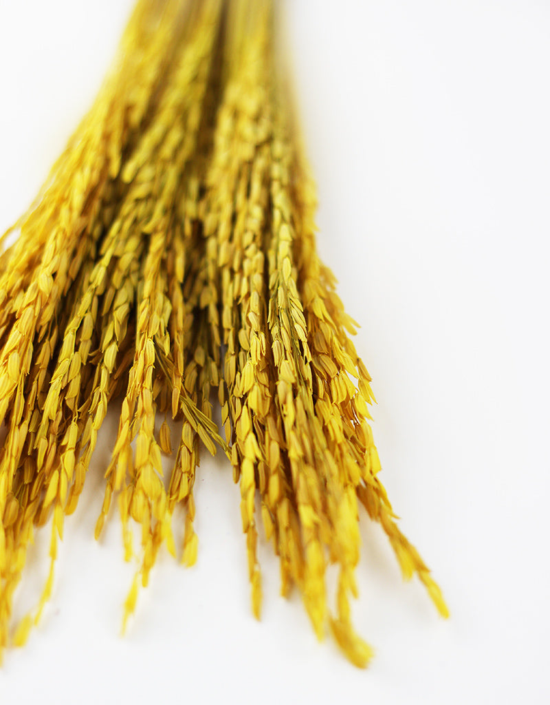 Wholesale Yellow Dried Rice Flowers Bunch- 55cm l Dried Rice Flowers