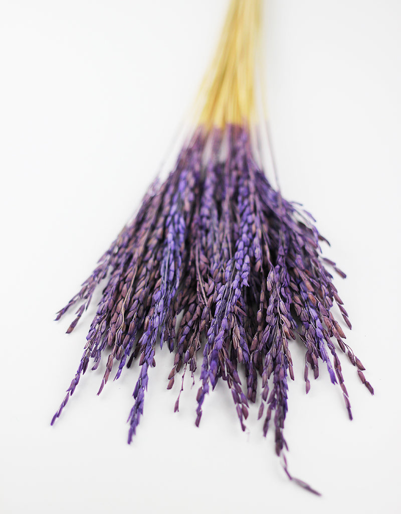 dried rice flower