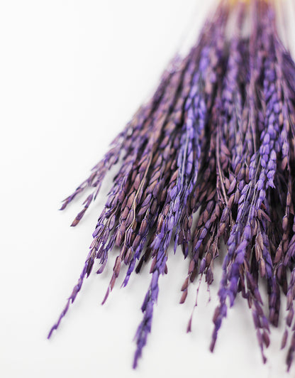 Purple dried rice flower