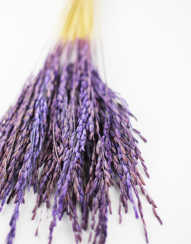 Purple Dried Flowers