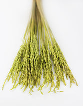 Green Dried Rice Flowers