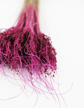 Plum Dried Flowers