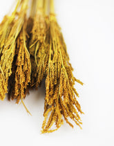 Yellow Umbrella Sedge