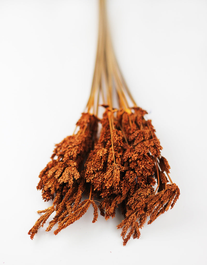 Buy Dried Flowers Online in UK Leading Dried Flowers Suppliers