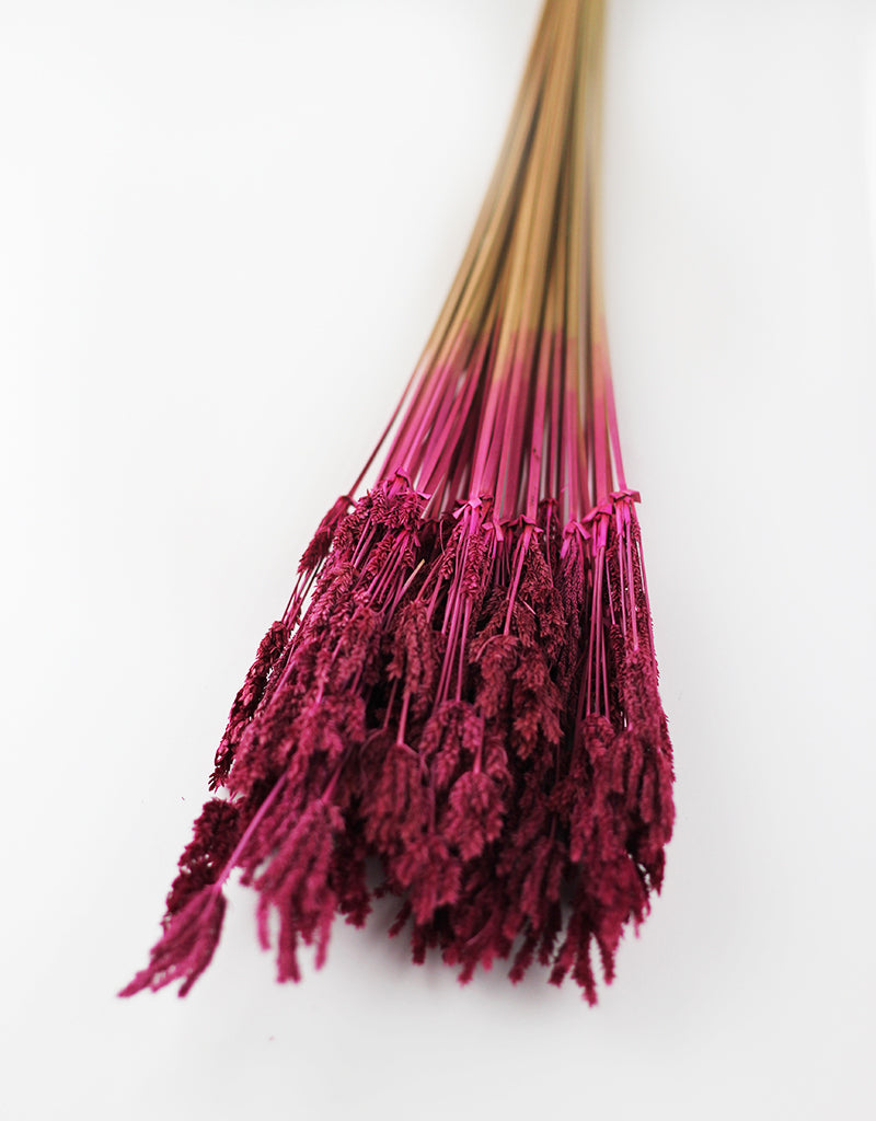 Cerise Pink Dried Umbrella Sedge 