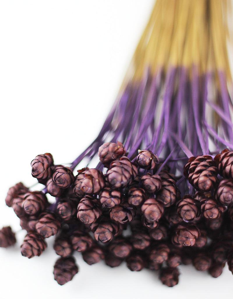 Purple Dried Acacia Flowers Bunch