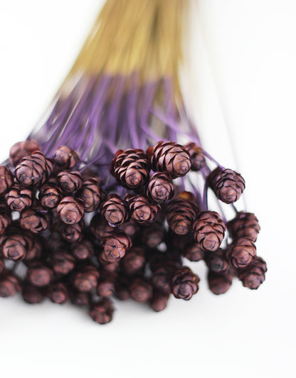 Dried Acacia Flowers 