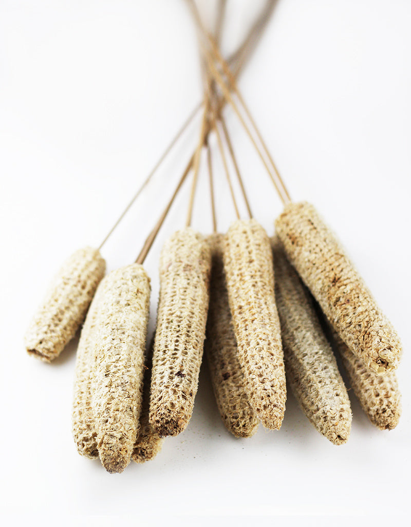 Dried Maize Bunch