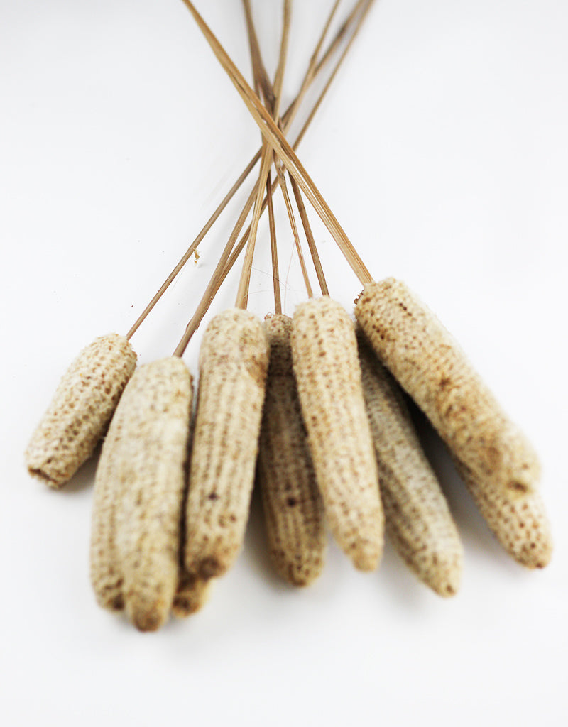 Dried Maize Bunch stems