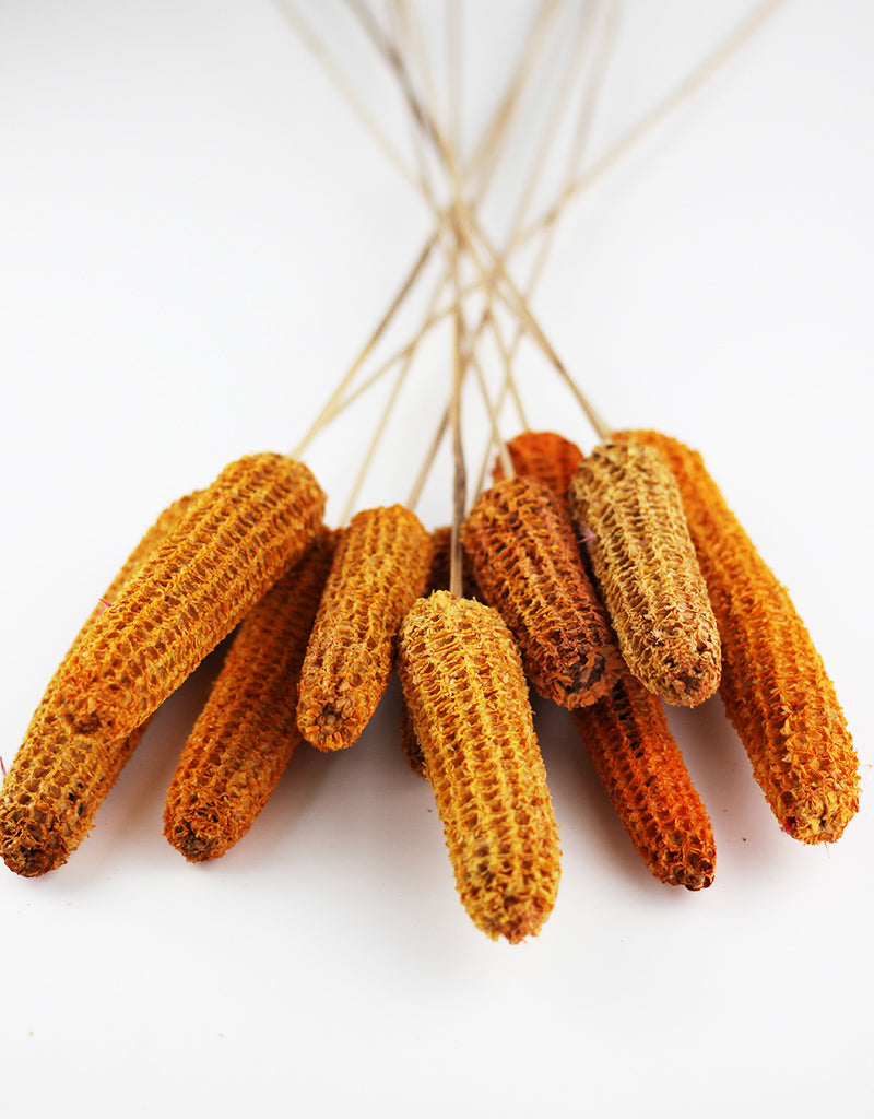 Orange Dried Maize