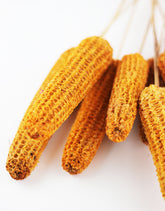 Dried Maize