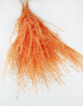peach dried flowers