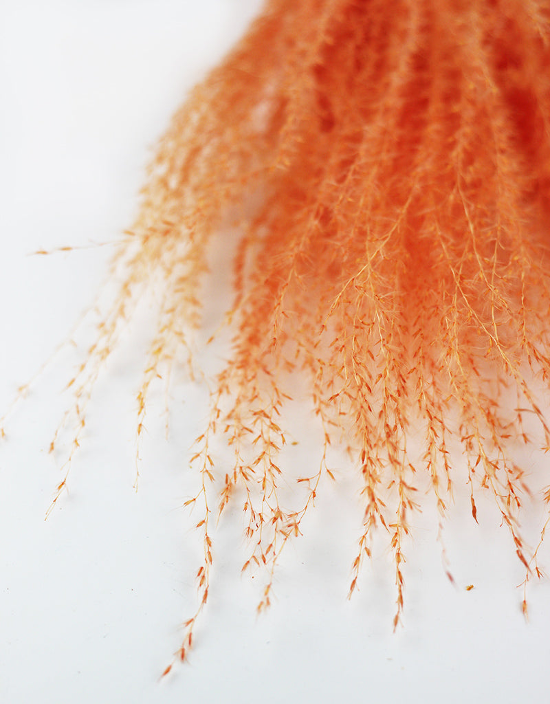 Dried Stipa Feathers 