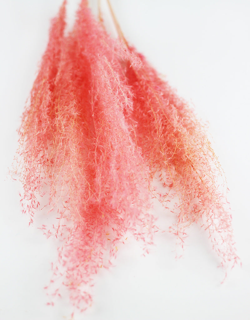 Pink Dried Stipa Feathers Bunch