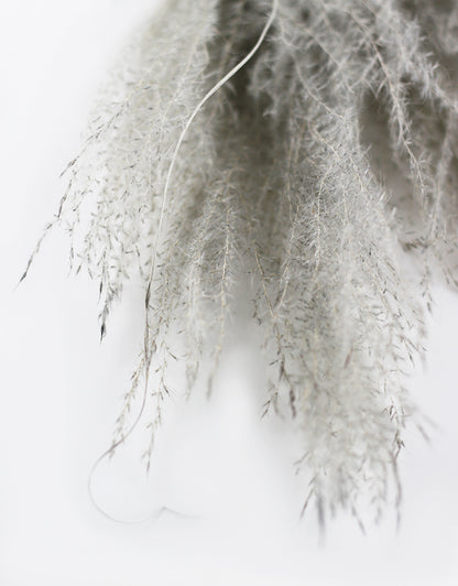 Grey Dried Stipa Feathers 