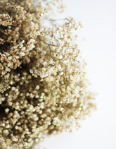 dried gypsophila