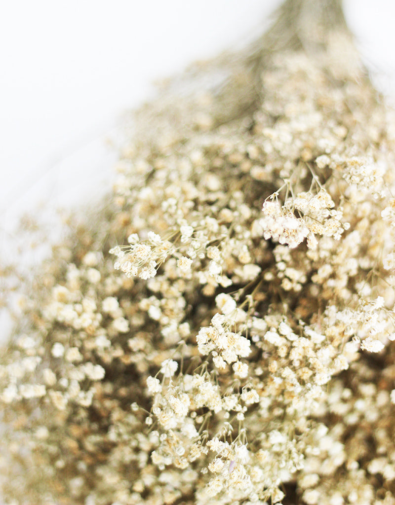 dried gypsophila UK