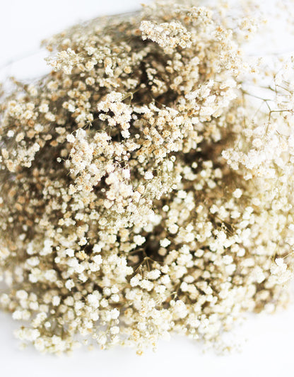 dried gypsophila flowers