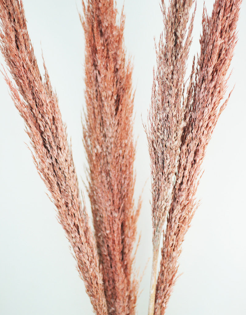 dried pampas grass