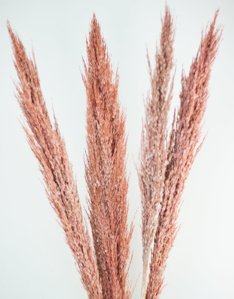 Salmon dried pampas grass