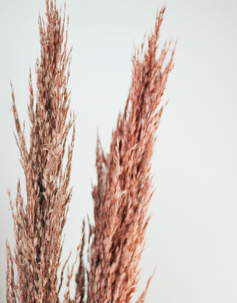 Wholesale dried pampas grass