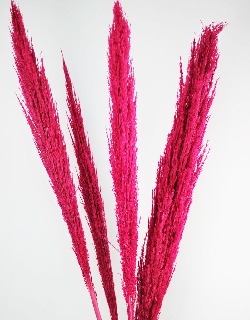 Pink Dried Pampas Grass