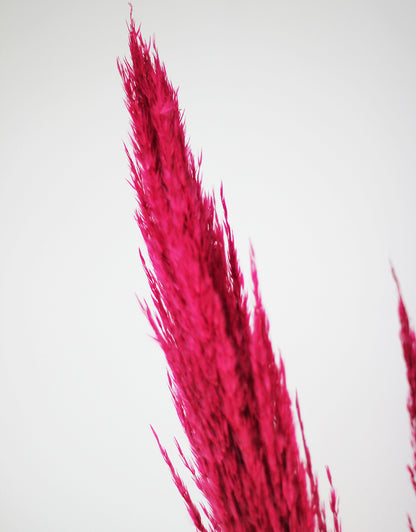 Dark Pink Pampas Grass