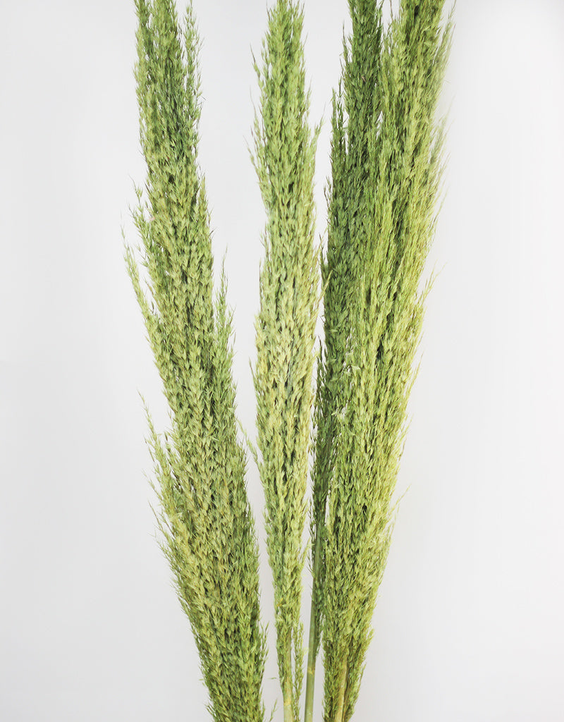 Green dried pampas grass