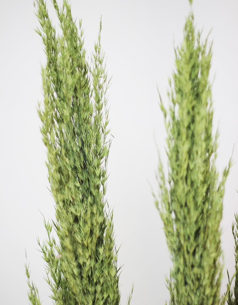 dried pampas grass