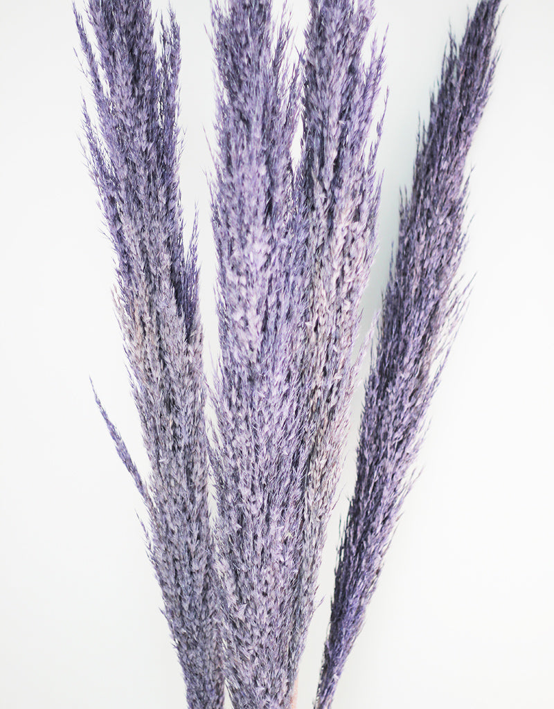 Lilac Dried Pampas Grass